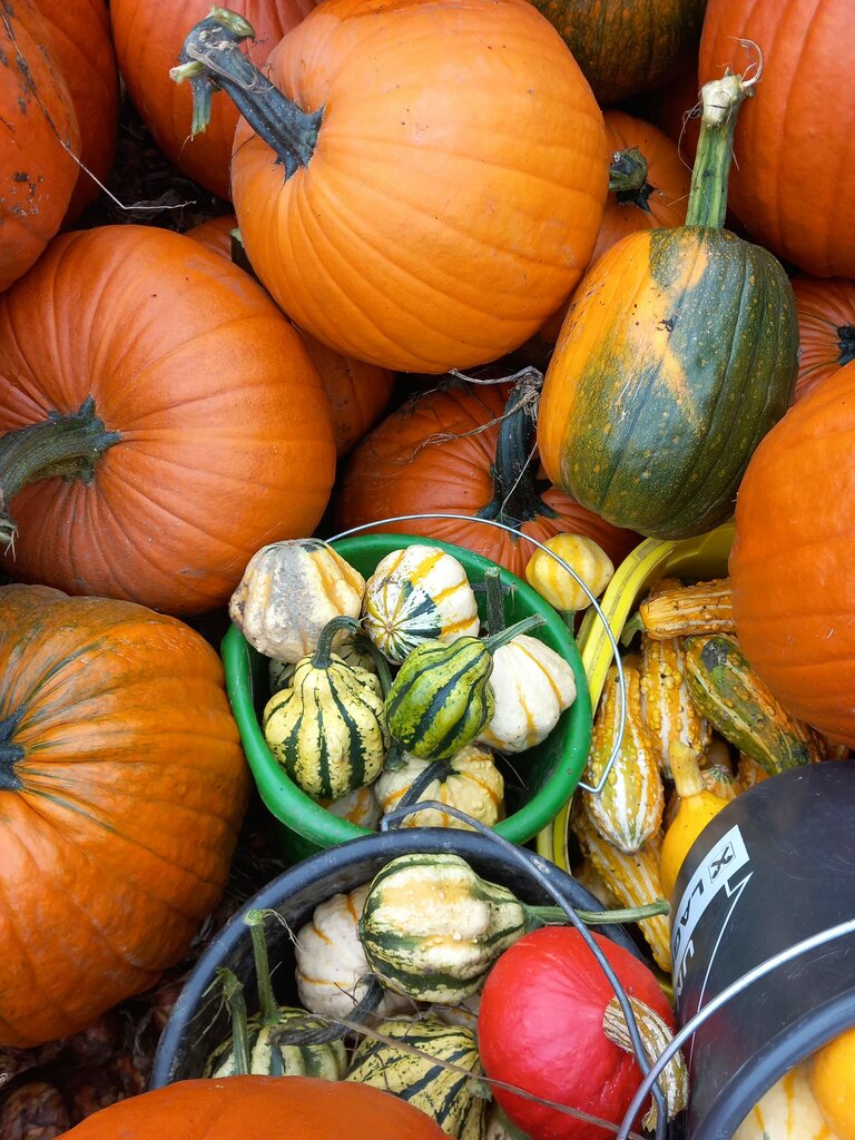 Kürbis Moar in Niederdorf | © Moar in Niederdorf