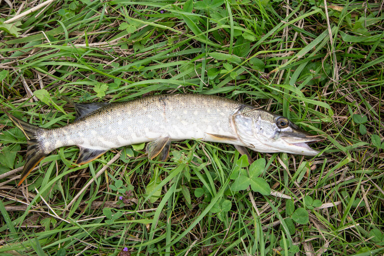 Irdning Fishing Club - Impression #2.5 | © Fischereiverein Irdning