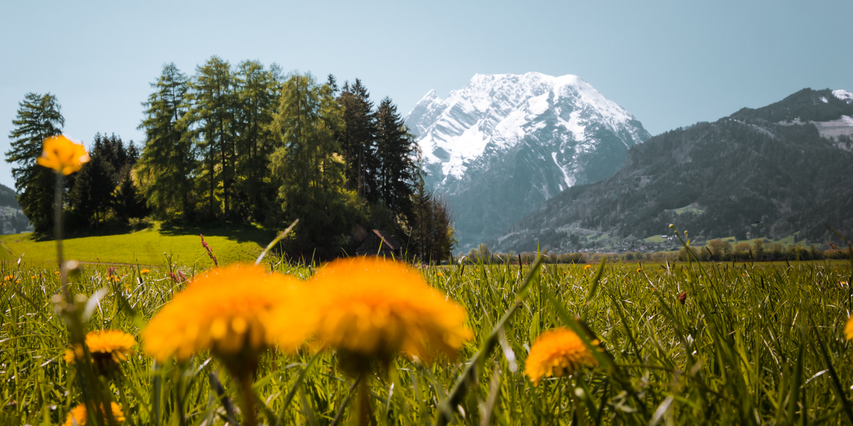Löwenzahnwiese mit Blick auf Grimming | © Christoph Lukas