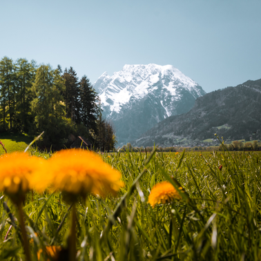 Löwenzahnwiese mit Blick auf Grimming | © Christoph Lukas