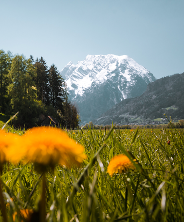Löwenzahnwiese mit Blick auf Grimming | © Christoph Lukas