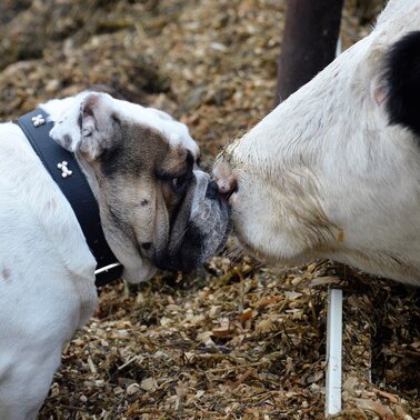 Tierarzt | © Tierarzt