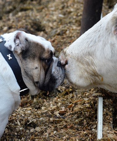 Tierarzt | © Tierarzt