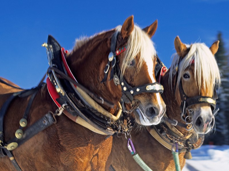 Horse carriage Thalhammer | © Pferdekutschen- und Schlittenfahrten Thalhammer