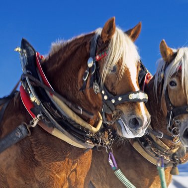 Horse carriage Thalhammer | © Pferdekutschen- und Schlittenfahrten Thalhammer