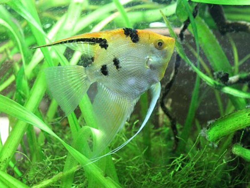 Scalare-Zoofachgeschäft - Impression #2.1 | © Scalare-Zoofachgeschäft