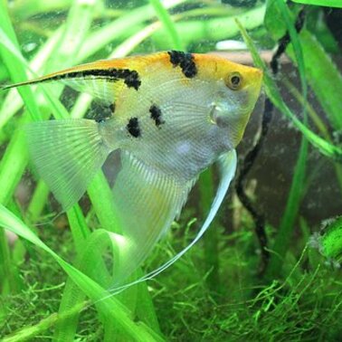 Symbolfoto  | © Scalare-Zoofachgeschäft