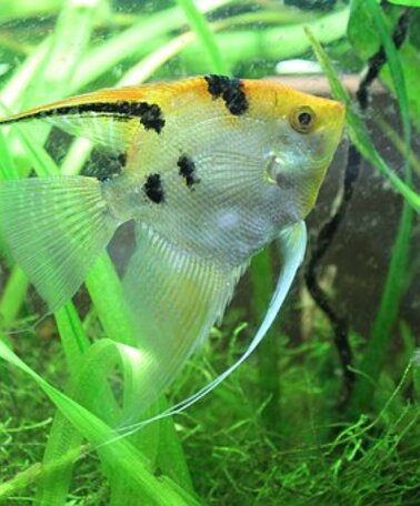 Symbolfoto  | © Scalare-Zoofachgeschäft