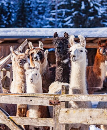 Lamas and Alpakas in Schladming | © TVB Haus-Aich-Gössenberg@René Eduard Perhab