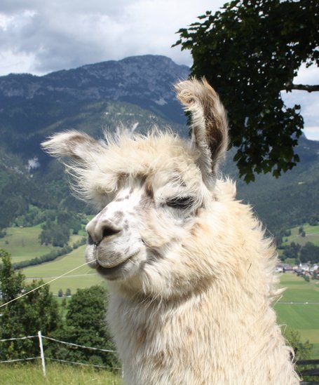 Lamas at Klausnerhof | © Klausnerhof