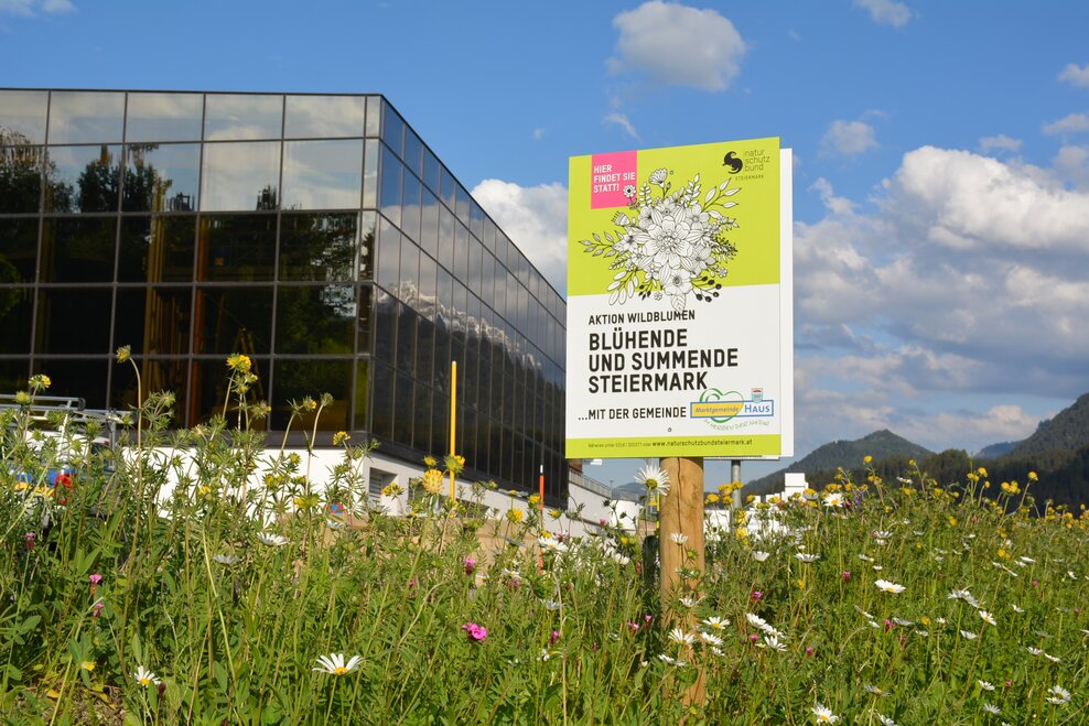 Wildblumenwiese beim Hauser Kaibling | © Marktgemeinde Haus