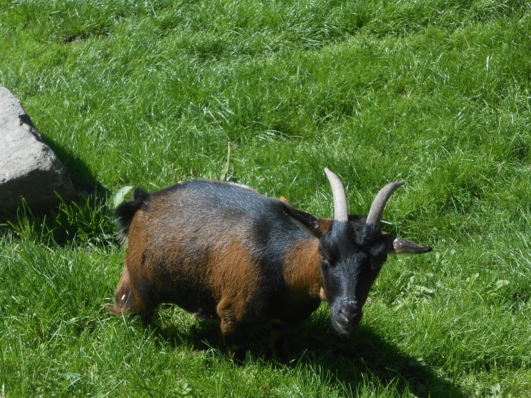 Stangl Alm - Ziege | © Stangl Alm