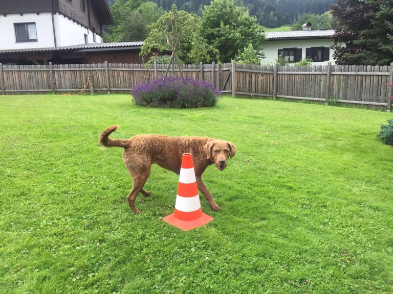 DOGclusion - Do as I do | © DOGclusion