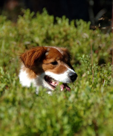Hund | © TVB Haus-Aich-Gössenberg