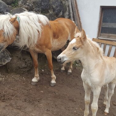 Pferde am Reiterhof Aigner | © Reiterhof Aigner