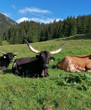 Texas Longhorn auf der Mautneralm | © Nicole Leitgab