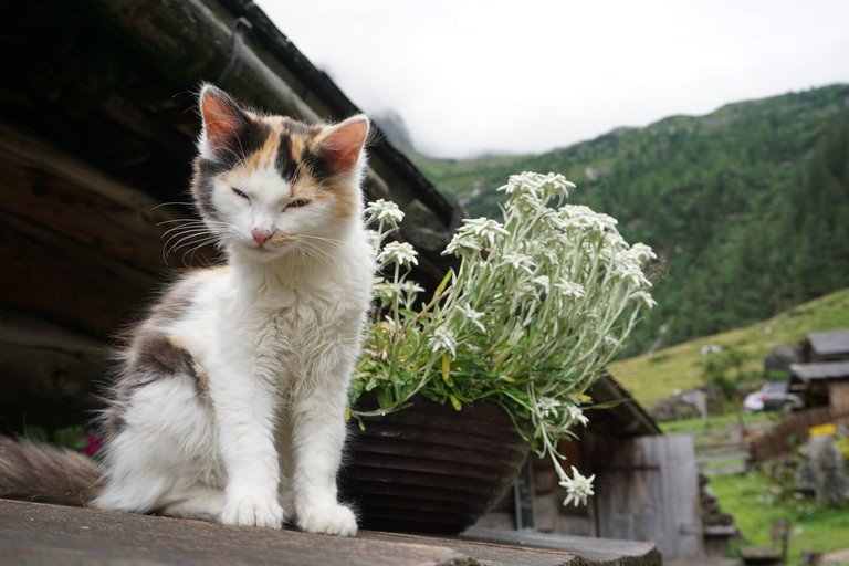 Putzentalalm - Impression #2.5 | © Naturpark Sölktäler