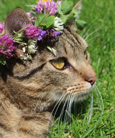 Katze am Bauernhof | © Naturpark Sölktäler