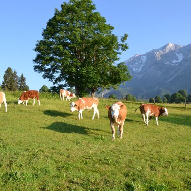 Bacherhof | © Bacherhof