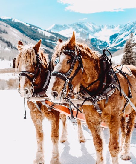 Horse sleigh riding in Schladmings winter landscape | © Goglhof