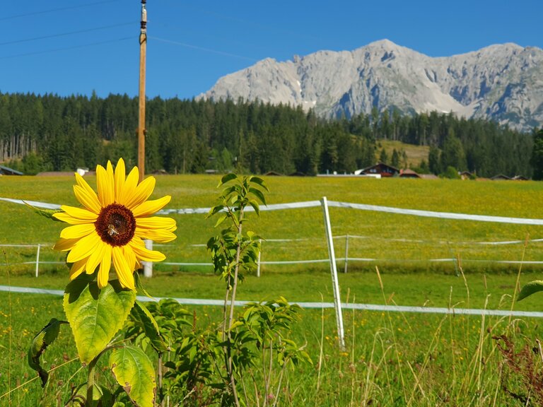 Verena Novak - Nature Elf - Imprese #2.2