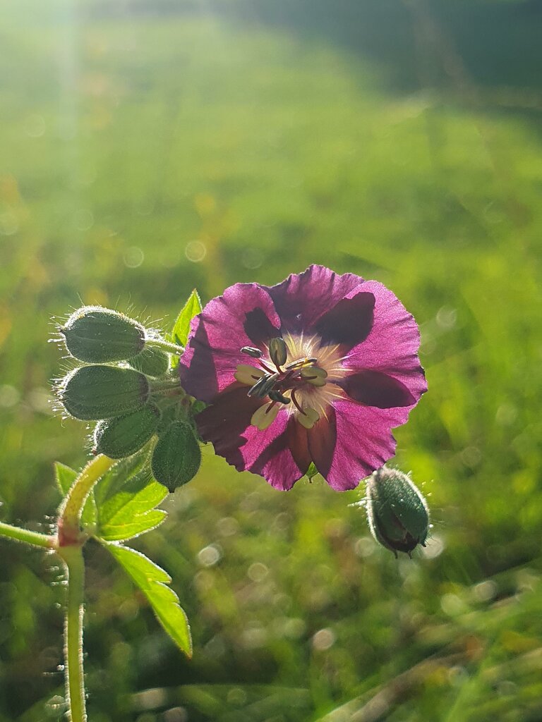 Verena Novak - Nature Elf - Imprese #2.3