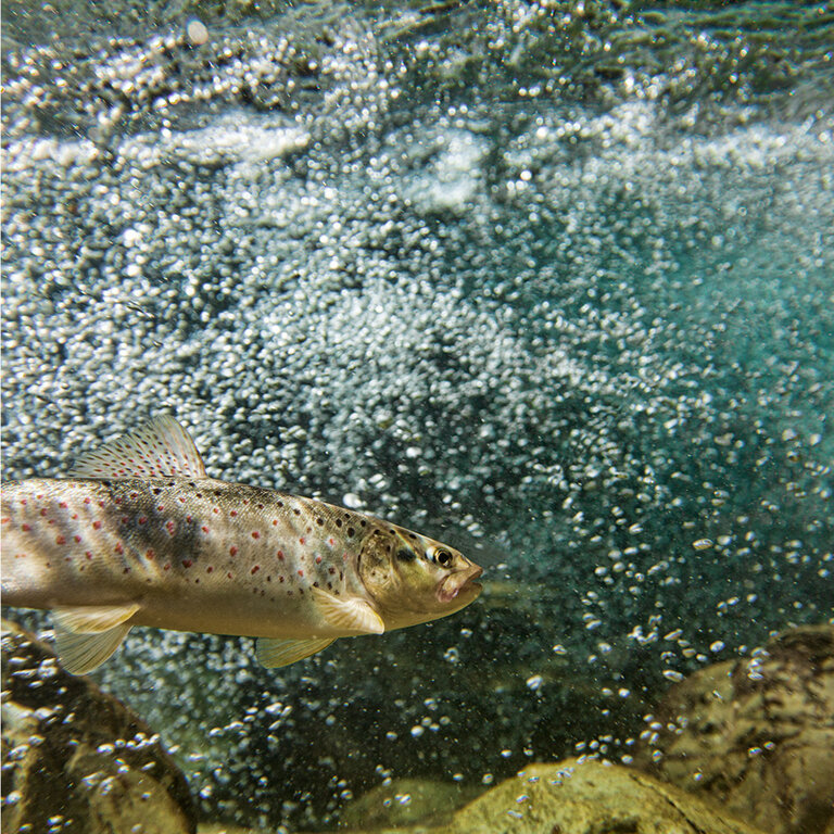 The [ FISCHwOsser ] at the ENNSquelle - Imprese #2.3