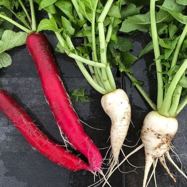 Gemüse | © Garten am Berg