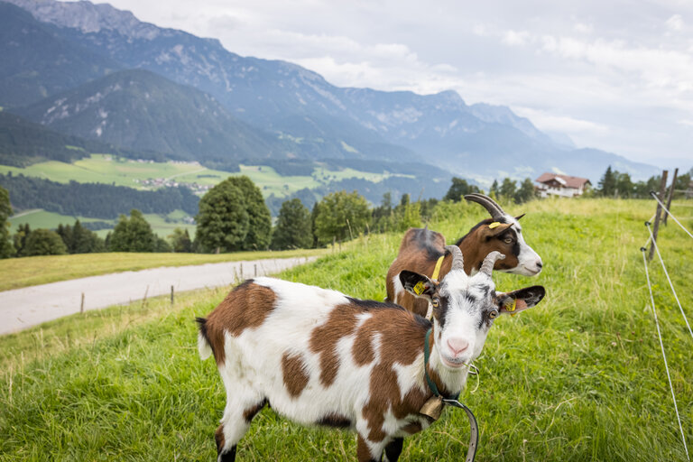 Ziegen am Wieslechnerhof | © Netzwerk Kulinarik Wildbild