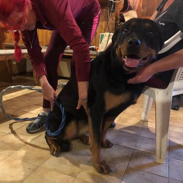 Omnitron-Pro Anwendung beim Hund | © Maria Ulrich