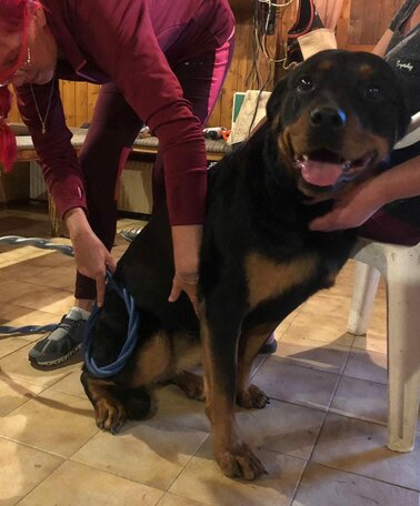 Omnitron-Pro Anwendung beim Hund | © Maria Ulrich