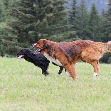 © Stadtgemeinde Schladming