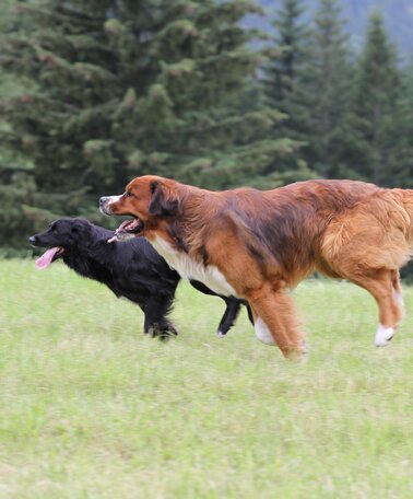 © Stadtgemeinde Schladming