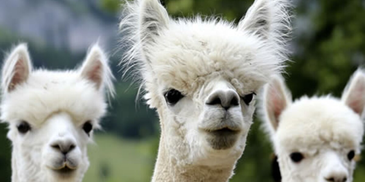 Weiße Alpakas, Alpakaland  in Wörschachwald | © alpakaland.at