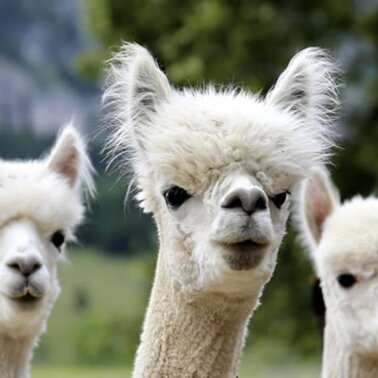 Weiße Alpakas, Alpakaland  in Wörschachwald | © alpakaland.at