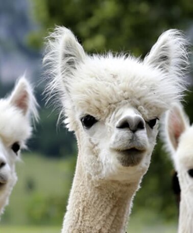 Weiße Alpakas, Alpakaland  in Wörschachwald | © alpakaland.at