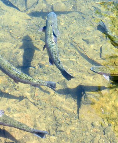 Symbolfoto | © Symbolfoto