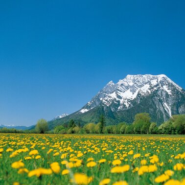 Blumenwiese in Trautenfels mit Grimming im Hintergrund | © Schladming Dachstein/Steiermark Tourismus/bigshot.at