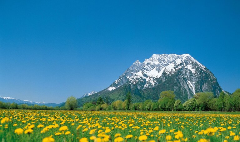 Blumenwiese in Trautenfels mit Grimming im Hintergrund | © Schladming Dachstein/Steiermark Tourismus/bigshot.at