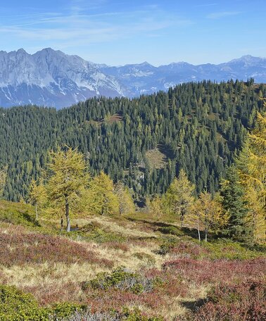 Blick von der Gumpenalm | © (c) Herfried Marek/Erlebnisregion Schladming-Dachstein