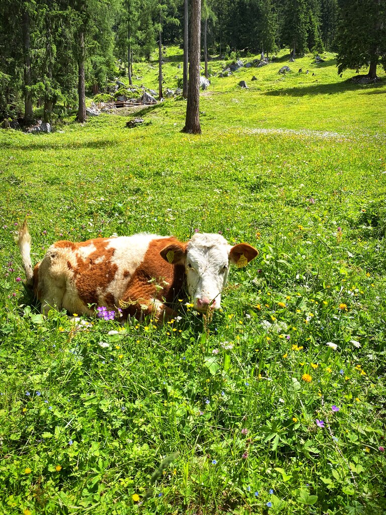 Lärchbodenalm - Impression #2.28 | © ©KajetanGerharter 