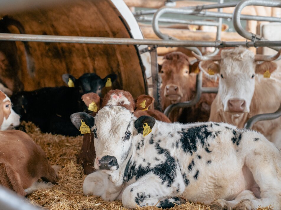 Landwirt:in - Impression #1 | © (c) Pichlmayrgut