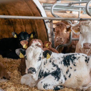 Kälber in unserer BIO-Landwirtschaft | © (c) Pichlmayrgut