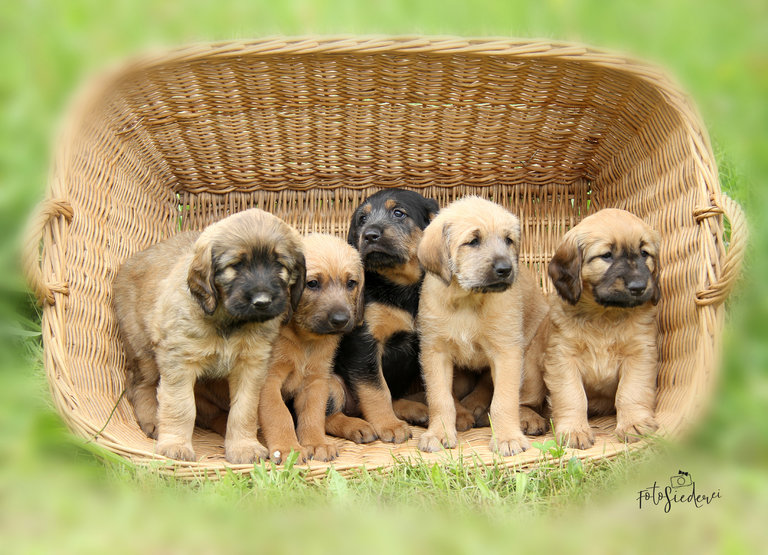 Photp Siederei - Impression #2.14