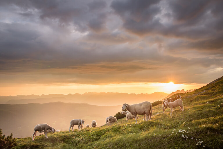 Guided Sunrise Tour - Imprese #2.4