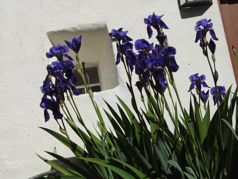 Sölker Garden Day - Imprese #2.4