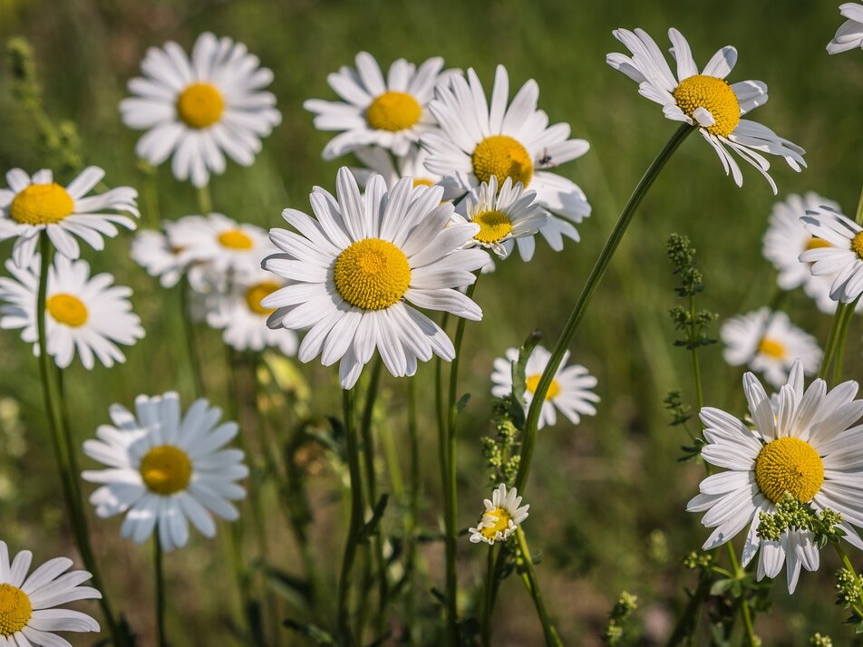 Solstice bush tying - Imprese #1 | © Pixabay Couleur
