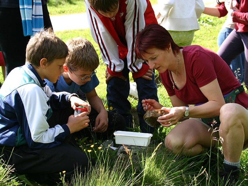 Cow of plant swallowed - No dew from nature - Impression #2.1