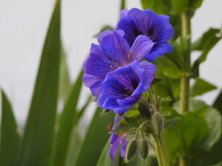 Sölker Jesuit Garden - Imprese #2.10