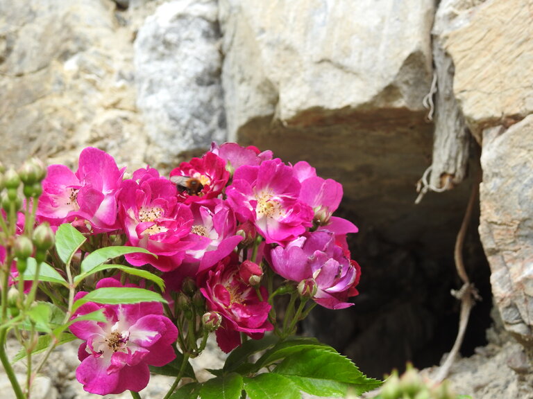 Sölker Jesuit Garden - Imprese #2.5